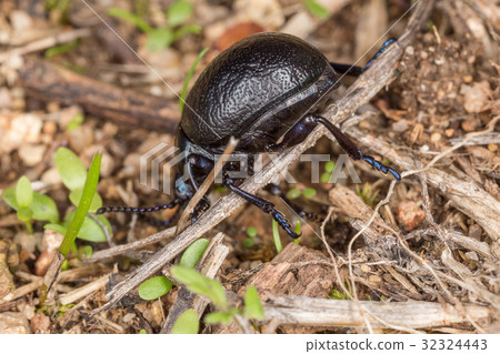 A species of dung beetle in the field A species of dung beetle in the field 32324443