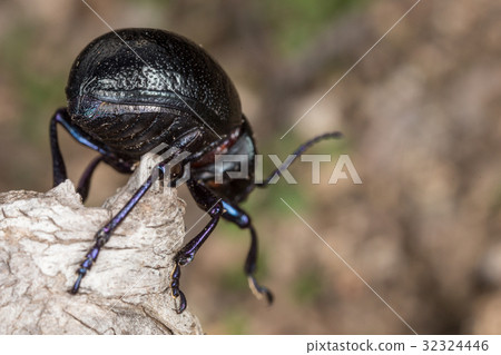 A species of dung beetle in the field 32324446