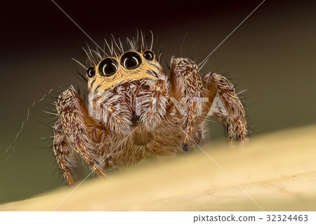 A closeup of a  beautiful spider 32324463