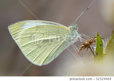 A closeup of a beautiful butterfly 32324464