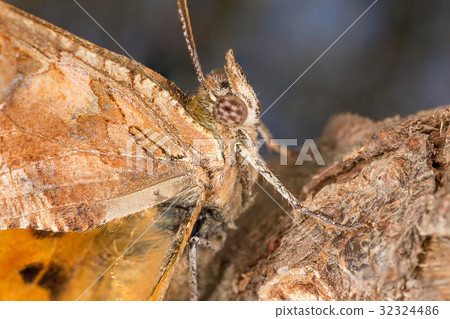 A closeup of a beautiful butterfly A closeup of a beautiful butterfly 32324486