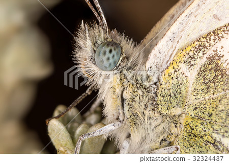 A closeup of a beautiful butterfly A closeup of a beautiful butterfly 32324487