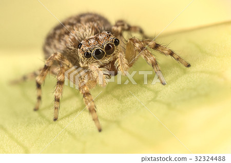 A beautiful jumping spider 32324488