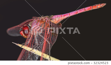 A beautiful dragonfly close portrait 32324523