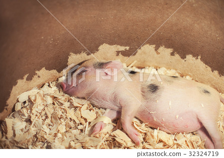 sleeping piggy in sawdust 32324719