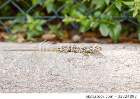 Small lizard that takes the sun on a low wall Small lizard that takes the sun on a low wall 32324898