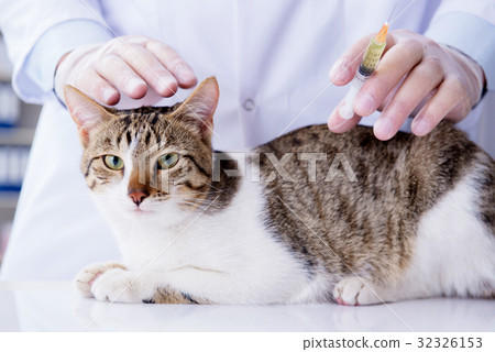 Cat visiting vet for regular check up Cat visiting vet for regular check up 32326153