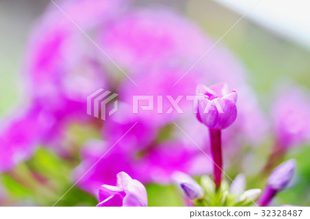 Flower of July 32328487