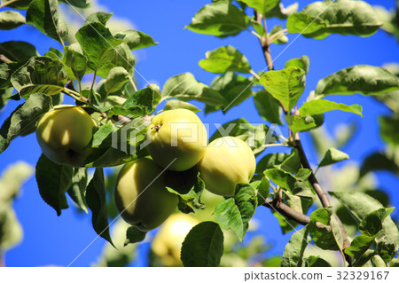 Apples on tree 32329167