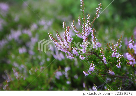 Flowering heather plant Flowering heather plant 32329172