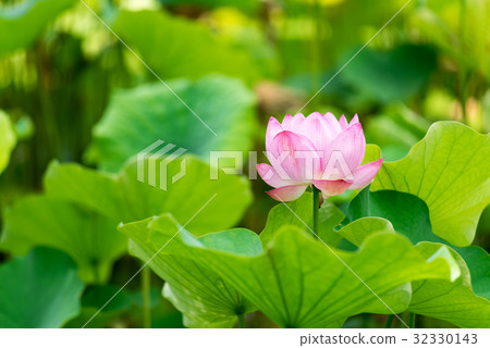 大阪世博園蓮花 大阪世博園蓮花 32330143