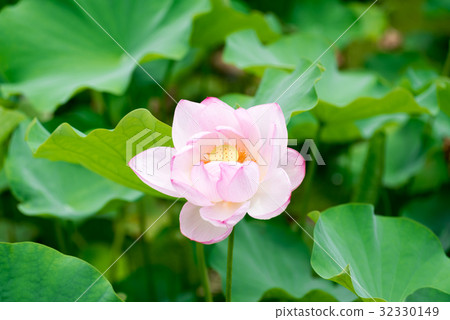 大阪世博園蓮花 大阪世博園蓮花 32330149