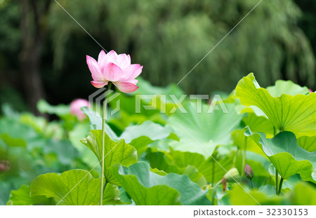 Osaka World Expo Park Lotus 32330153