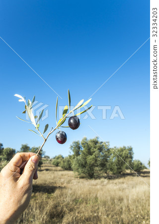 我拿著樹枝，在橄欖樹林裡留下水果 32334203