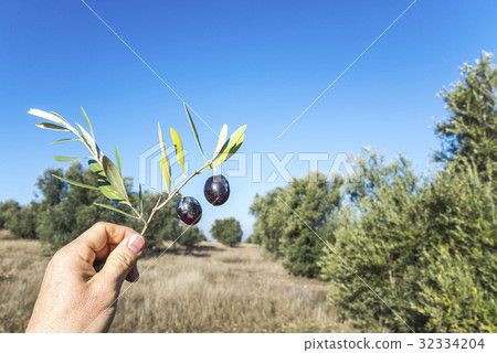 I hold the branch and leaves with fruit in the olive grove 32334204