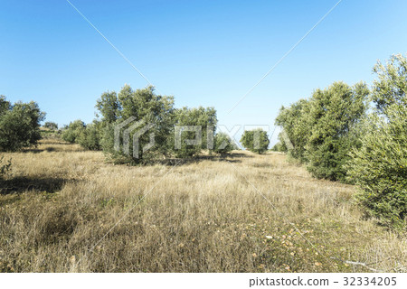 橄欖油田 橄欖油田 32334205