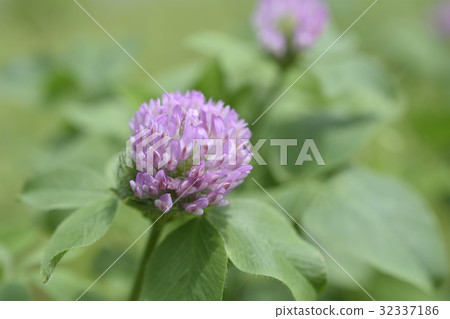 Purple grass 32337186