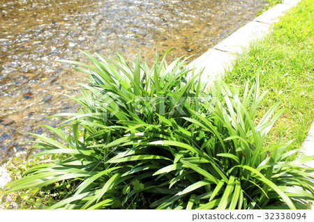 Ogawa的Senoragi 32338094