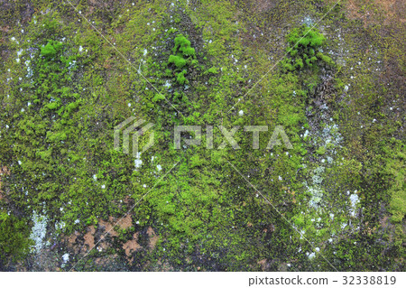 苔蘚附著在石頭上 32338819