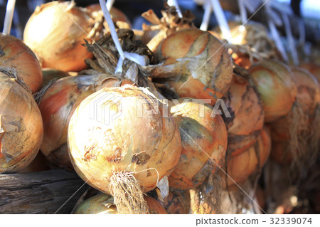 Harvested and hung onion Harvested and hung onion 32339074