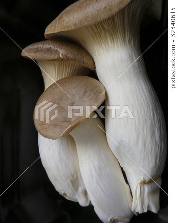 king oyster mushroom 32340615