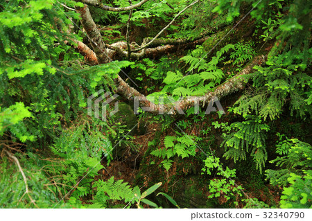 Tsugaike nature park Shinshu Hakuba mountain foot Tsugaike nature park Shinshu Hakuba mountain foot 32340790