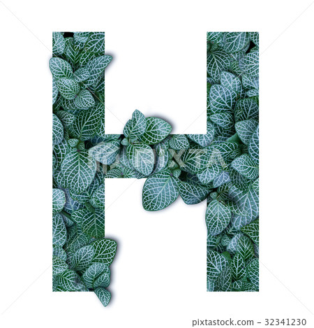 Nature of green leaves in alphabet letter H shape Nature of green leaves in alphabet letter H shape 32341230