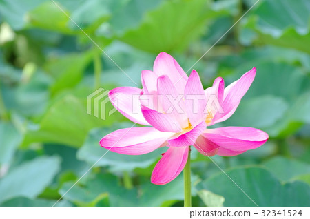 Flowering ancient Lotus closer to it Isanuma waterfront regeneration project d-1 Bright image Flowering ancient Lotus closer to it Isanuma waterfront regeneration project d-1 Bright image 32341524