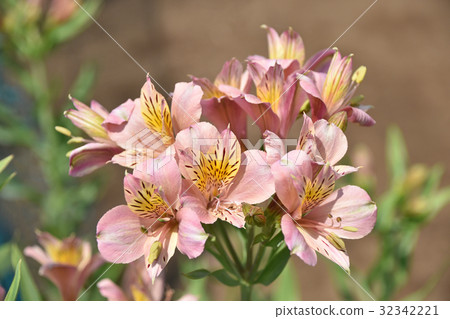 Alstroemeria (Lily Narcissus) Alstroemeria (Lily Narcissus) 32342221