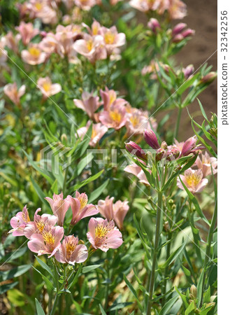 六出花（Lily Narcissus） 32342256
