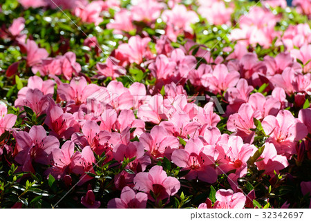 blooming azaleas in Kenroku-en blooming azaleas in Kenroku-en 32342697