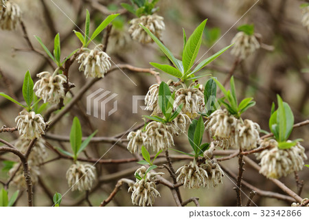 Young leaves of Mitsumata and Koganei Park Young leaves of Mitsumata and Koganei Park 32342866