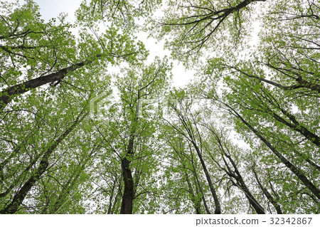 Yurinoki's Wakaba Koganei Park 32342867