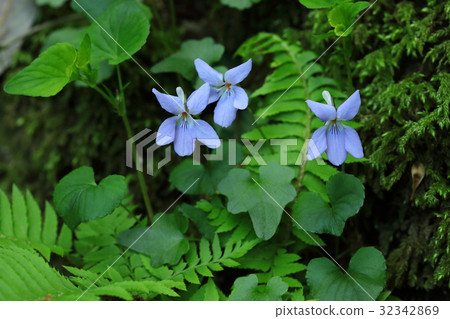 Violet bunches blooming on the forest floor Violet bunches blooming on the forest floor 32342869