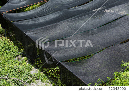 Wasabi field Wasabi field 32342900