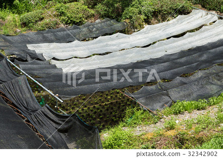 Wasabi field 32342902