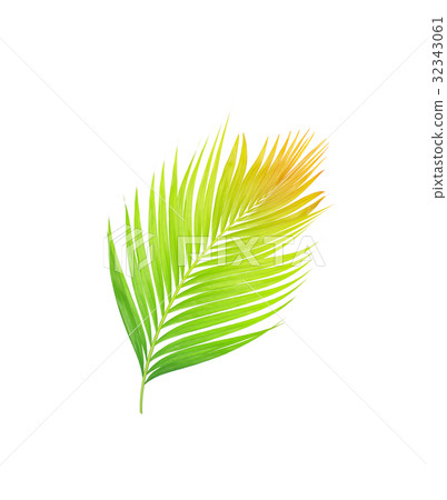 green leaves of palm tree isolated on white green leaves of palm tree isolated on white 32343061
