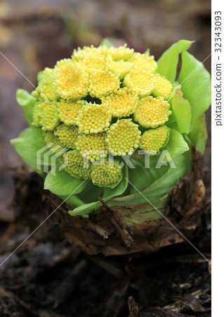 Fuki no Hana Tadami-cho 32343093