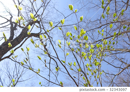 Beech Wakaba Tadami-cho 32343097