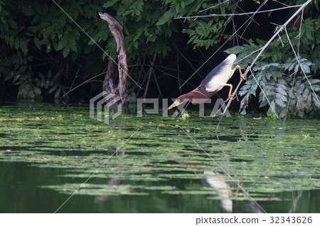 紅色斑點的兔子 - 夏天翼 32343626