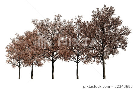 Group of trees isolated on white 3d illustration Group of trees isolated on white 3d illustration 32343693