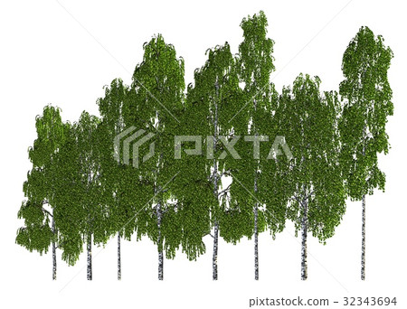 Group of trees isolated on white 3d illustration Group of trees isolated on white 3d illustration 32343694