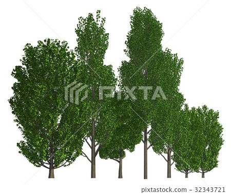 Group of trees isolated on white 3d illustration Group of trees isolated on white 3d illustration 32343721