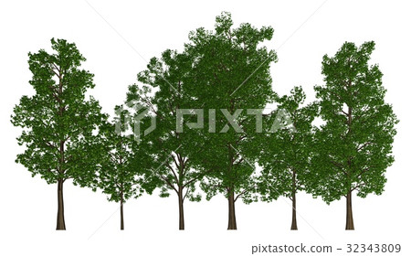 Group of trees isolated on white 3d illustration Group of trees isolated on white 3d illustration 32343809