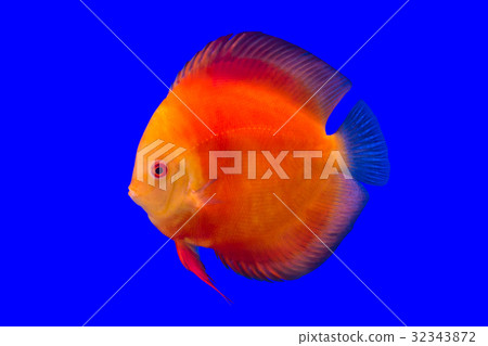 Pompadour Fish on blue background Pompadour Fish on blue background 32343872