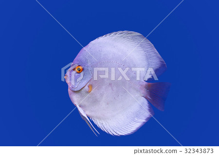 Pompadour Fish on blue background Pompadour Fish on blue background 32343873