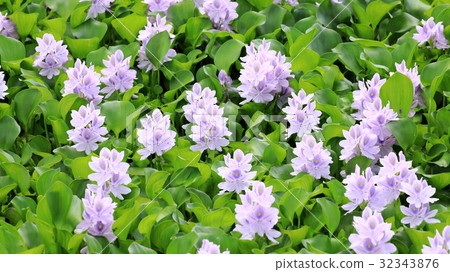 Water hyacinth in full bloom 32343876