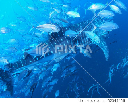 Ginga豆的部落追逐和圍繞鯨鯊 Ginga豆的部落追逐和圍繞鯨鯊 32344436