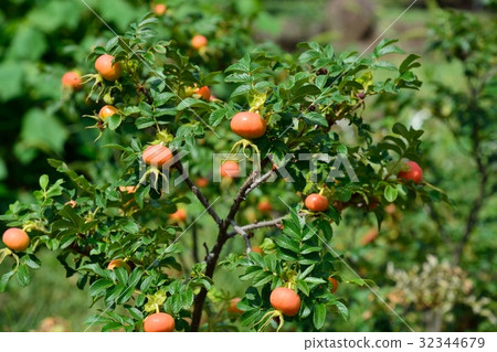 Hamanas水果 32344679