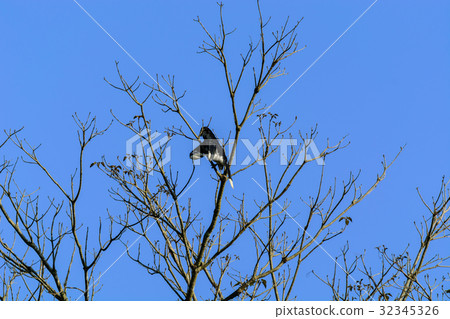 Oriental pied hornbill (Anthracoceros albirostris) 32345326